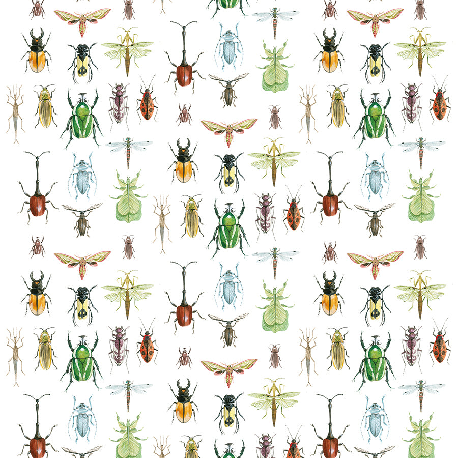 insects