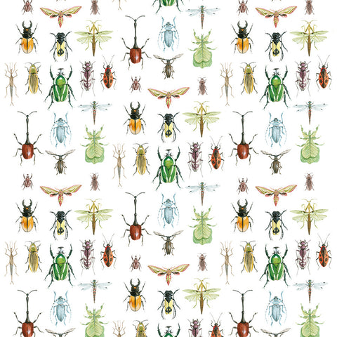Insects